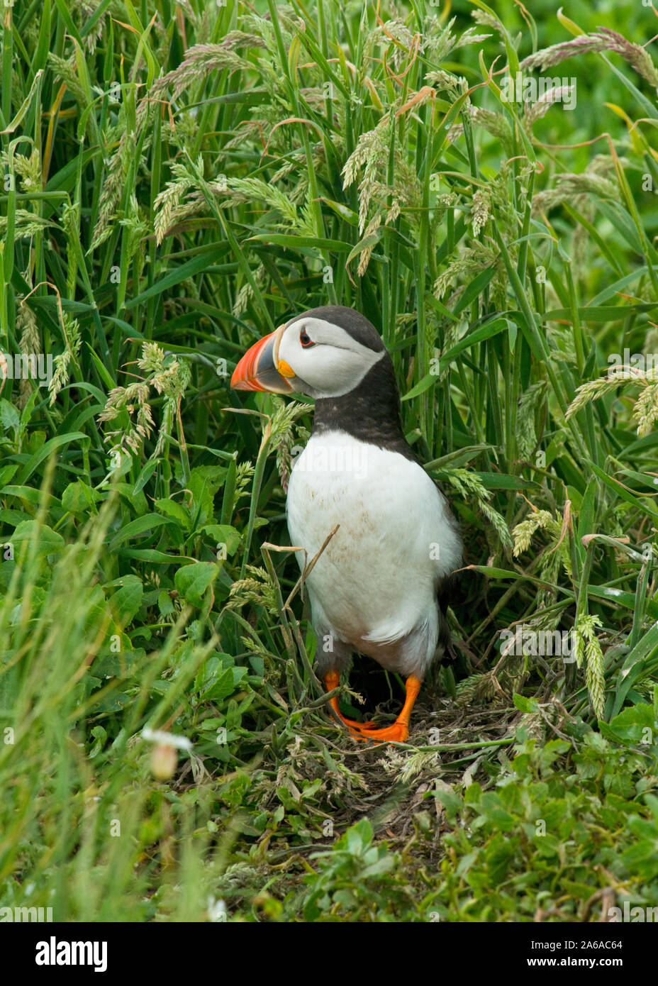 Macareux moine (Fratercula arctica). Iles Farne, Northumberland, England Banque D'Images