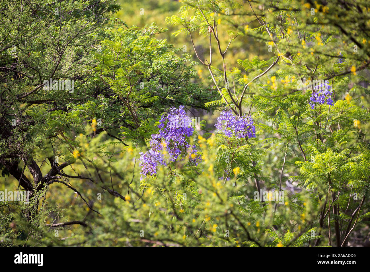 Fond vert avec des arbres, plantes et fleurs violettes Banque D'Images