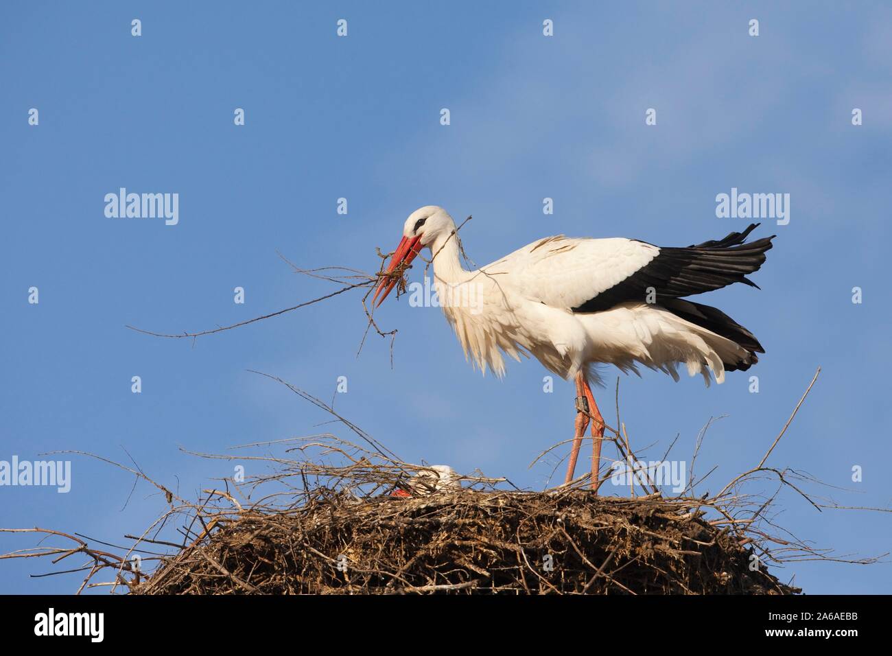 Cigogne Blanche (Ciconia ciconia) avec matériel de nidification sur son nid, l'Allemagne, de l'Europe Banque D'Images