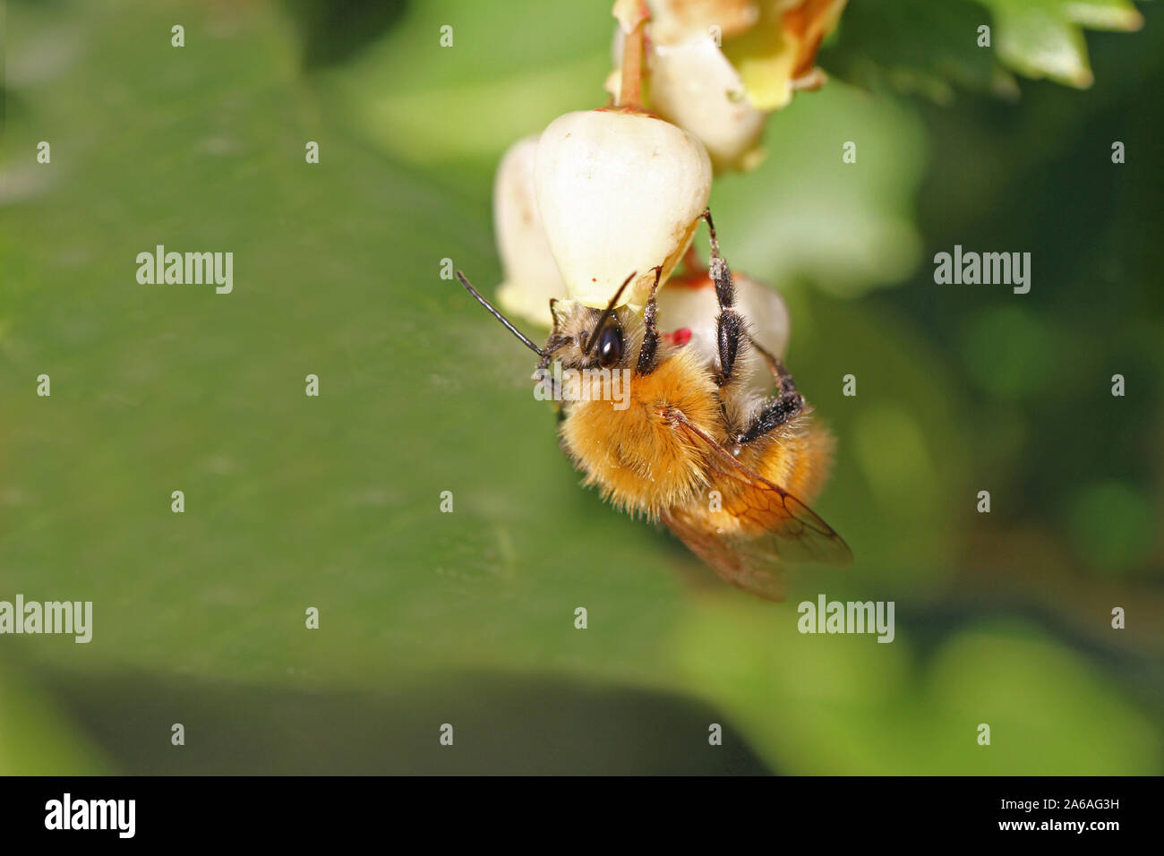 Fleur solitaire à pieds velus mâles de l'abeille l'anthophora plumipes se nourrissent d'une fleur d'Arbre aux fraises Arbutus unedo semblable à un bourdon Banque D'Images