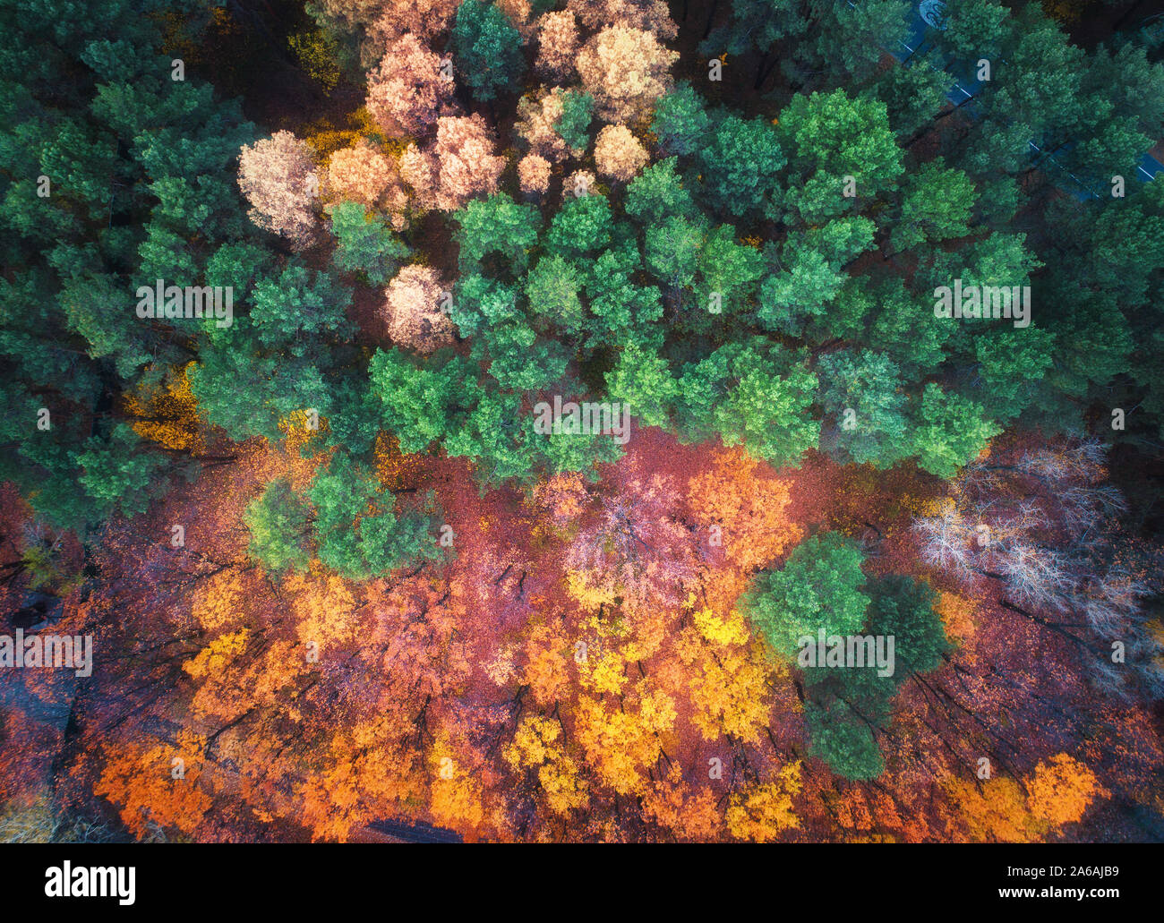 Vue aérienne de la magnifique forêt d'automne au coucher du soleil. Paysage Banque D'Images