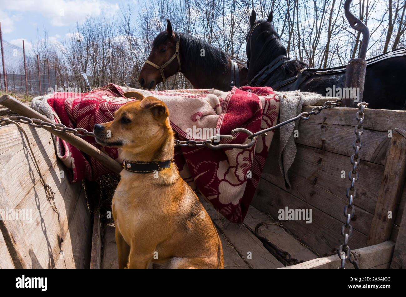 Chien sur la chaîne en captivité quelque part en Transylvanie Banque D'Images