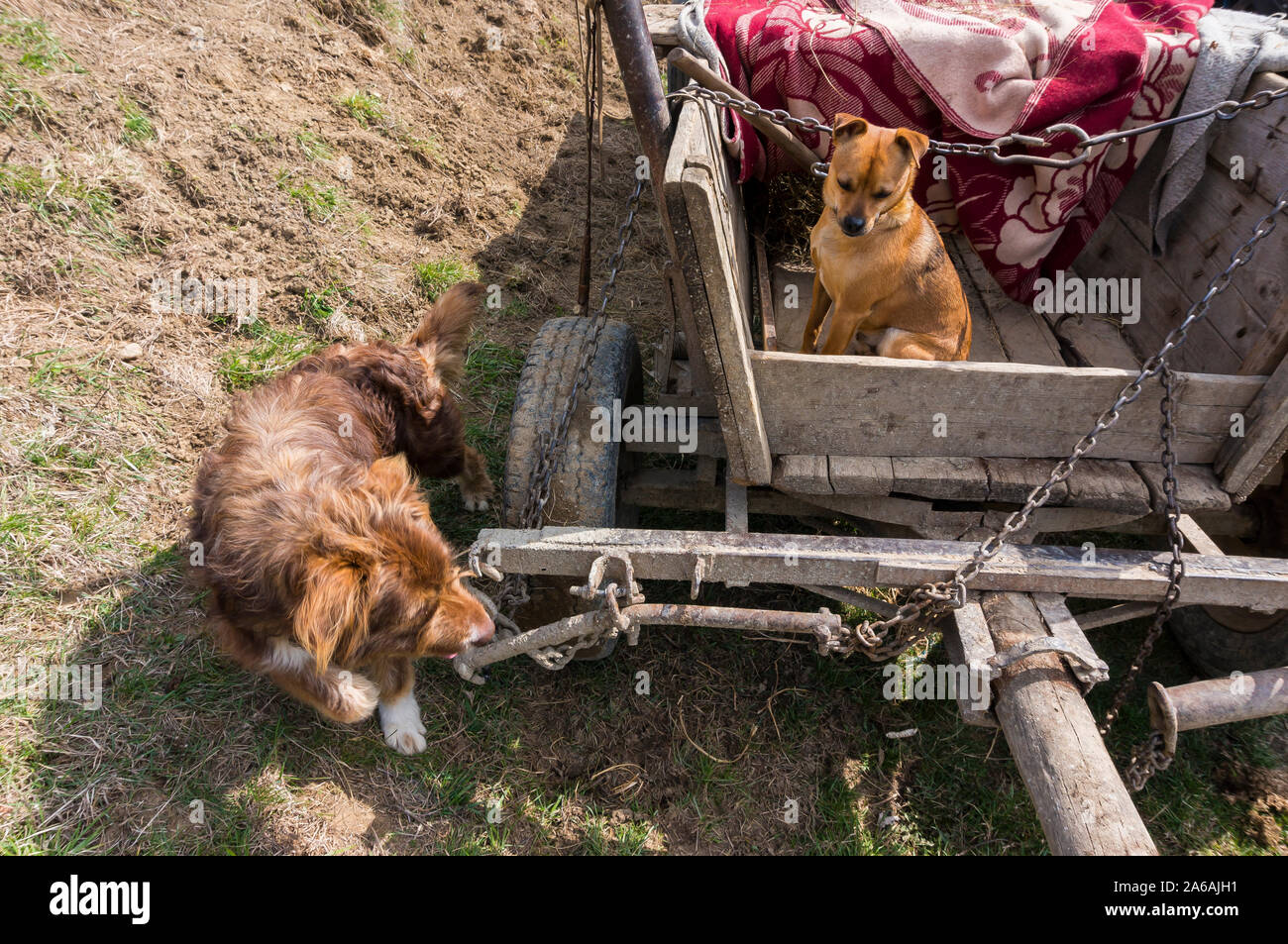 Chien sur la chaîne en captivité quelque part en Transylvanie Banque D'Images