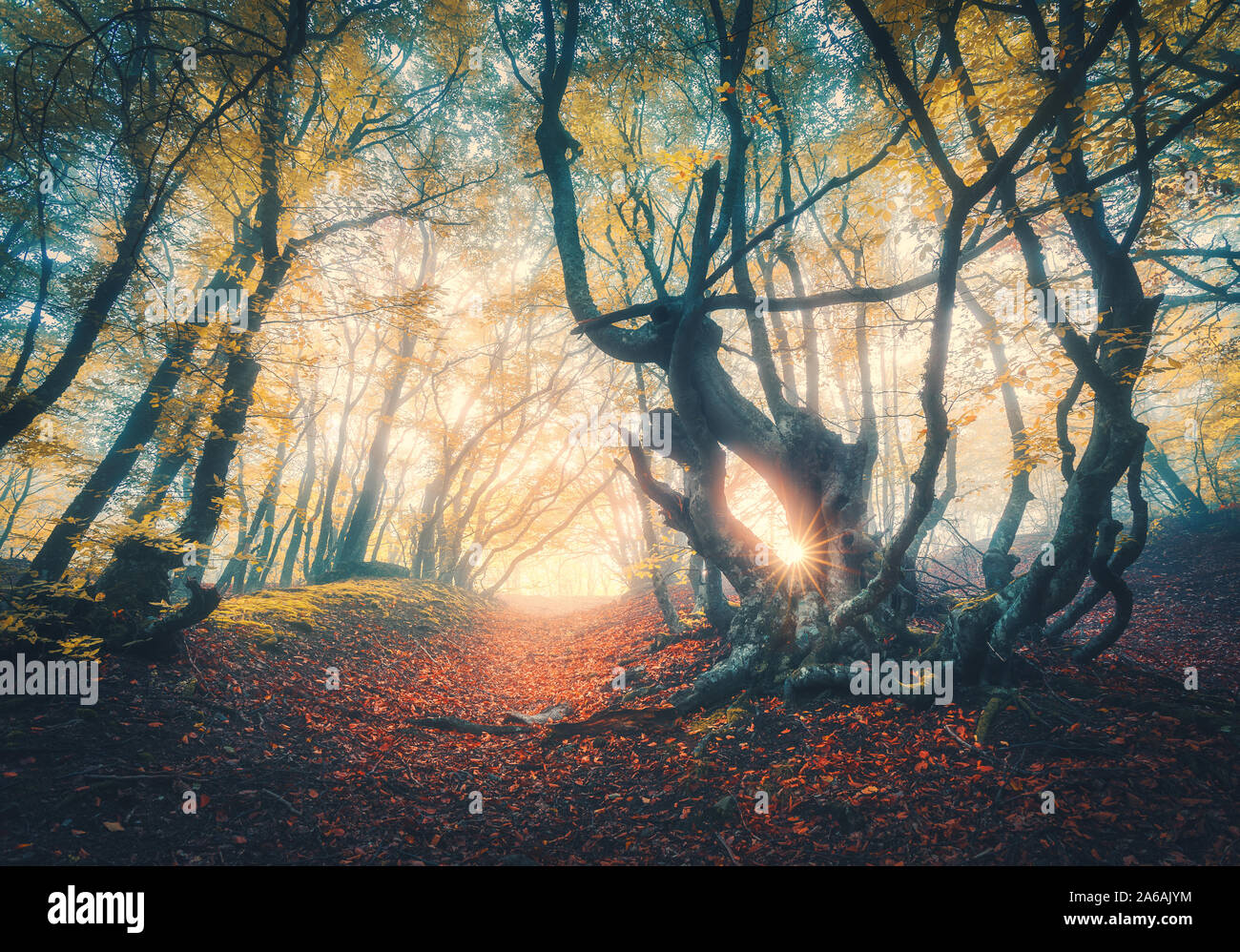 Forêt dans le brouillard en automne au coucher du soleil. Arbres magiques avec des rayons de soleil Banque D'Images