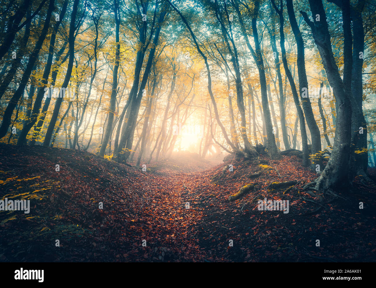 Chemin dans la belle forêt dans le brouillard au lever du soleil en automne Banque D'Images