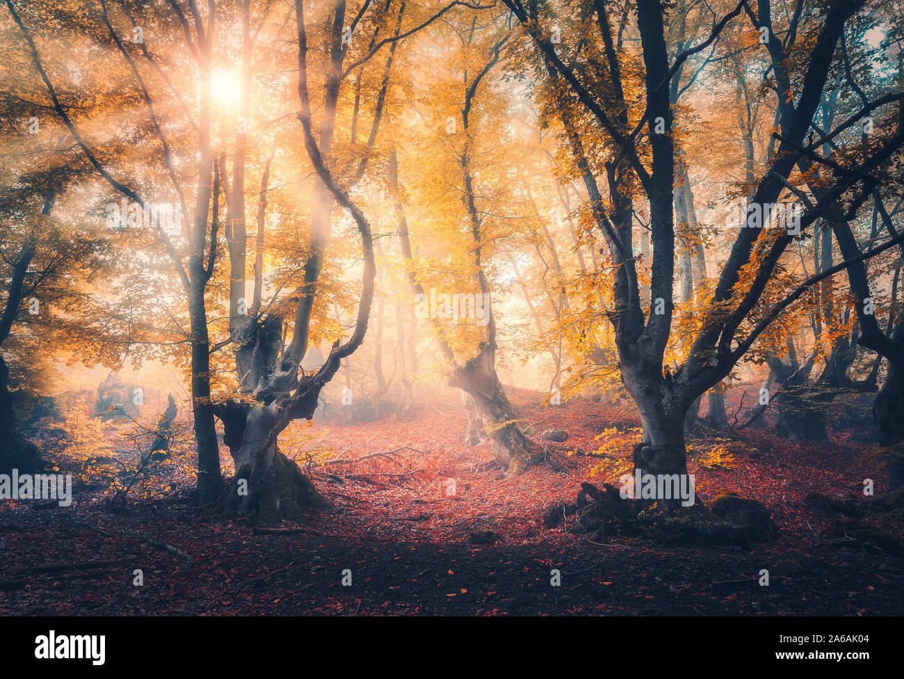 Forêt dans le brouillard en automne au lever du soleil. Arbres magiques avec des rayons de soleil Banque D'Images