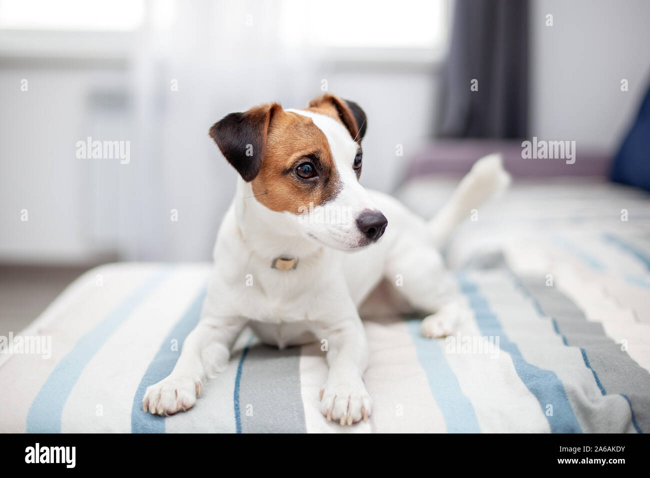 Chien purebred Jack Russell Terrier allongé à la maison sur le canapé. Chien heureux ​​is se reposant dans la salle de séjour. Concept d'animaux de compagnie. Banque D'Images