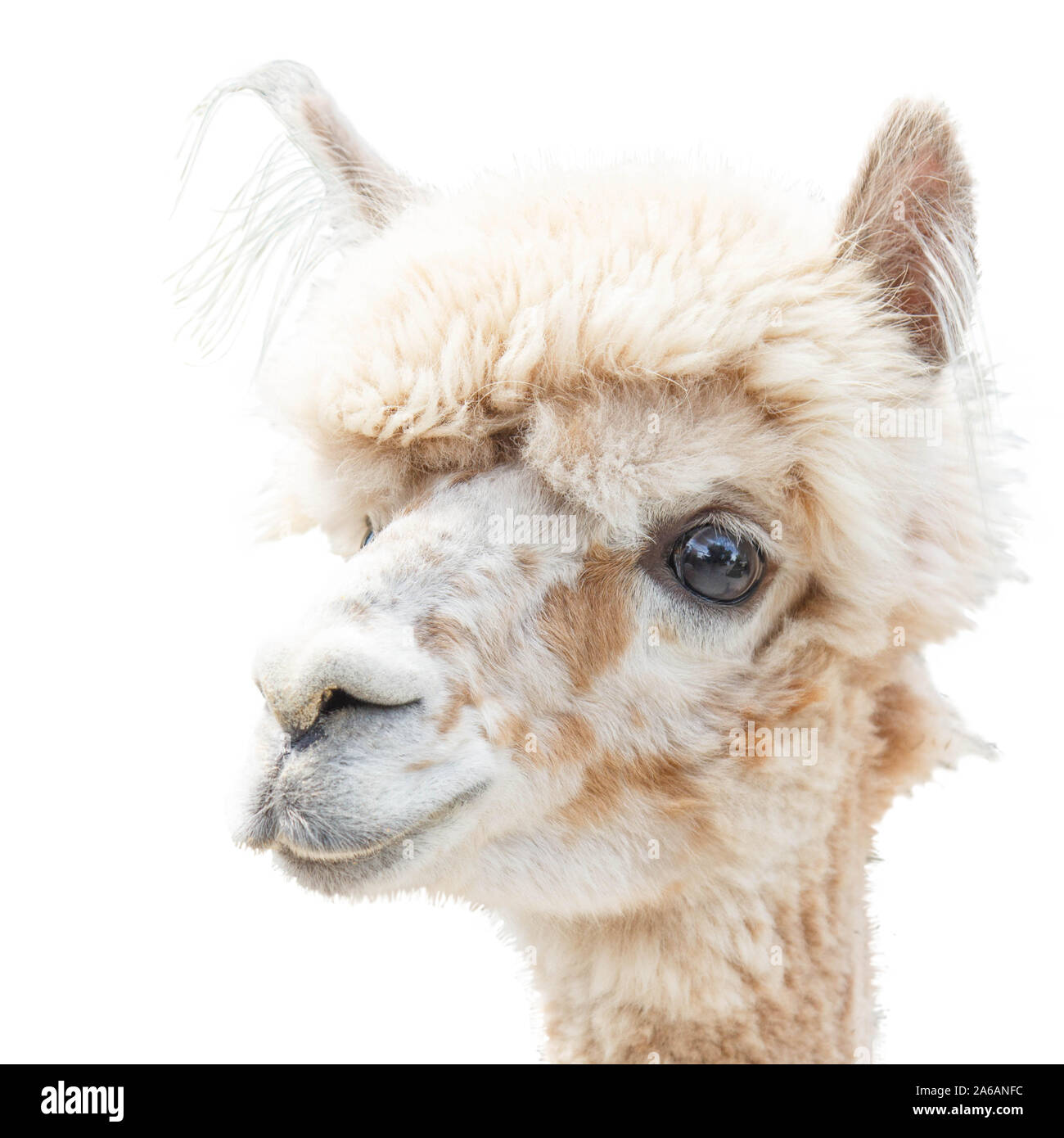 Animal portrait lama Banque d'images détourées - Alamy