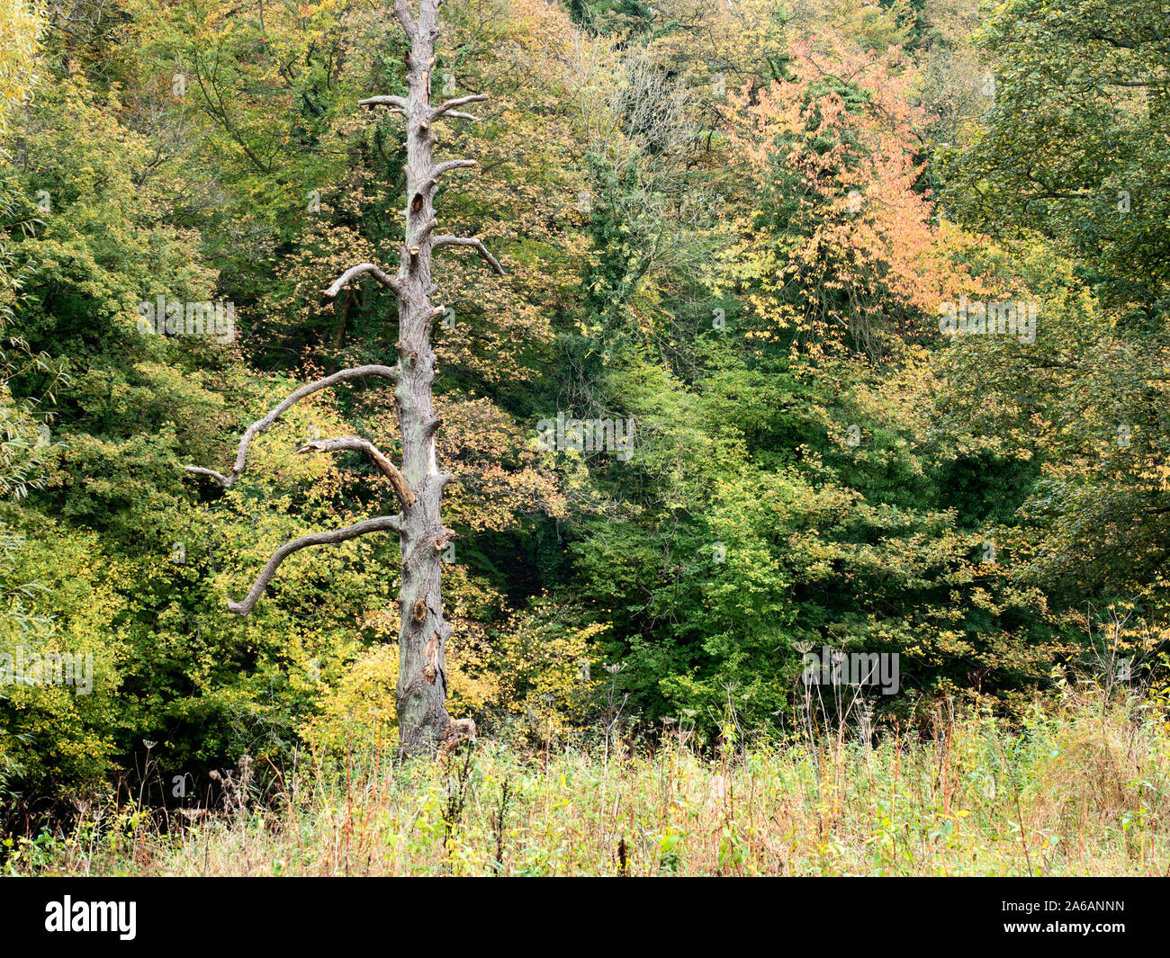 Arbre mort et couleurs d'automne par la rivière Nidd at Horseshoe Knaresborough Champ North Yorkshire Angleterre Banque D'Images