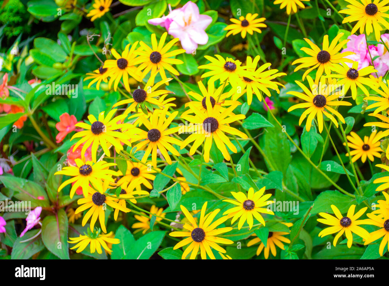 Domaine de l'African daisy jaune avec des feuilles vertes (Osteospermum) dans le jardin Banque D'Images