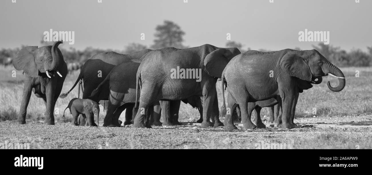Les éléphants d'Afrique (Loxodonta africana) les femmes de la famille matriarcale groupe dans le soleil l'après-midi sur la savane dans le parc national Kruger en Afrique du Sud et w noir Banque D'Images