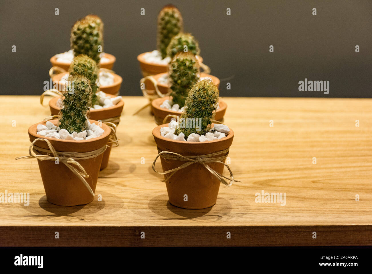 Deux rangées de pots de cactus sur une table Banque D'Images