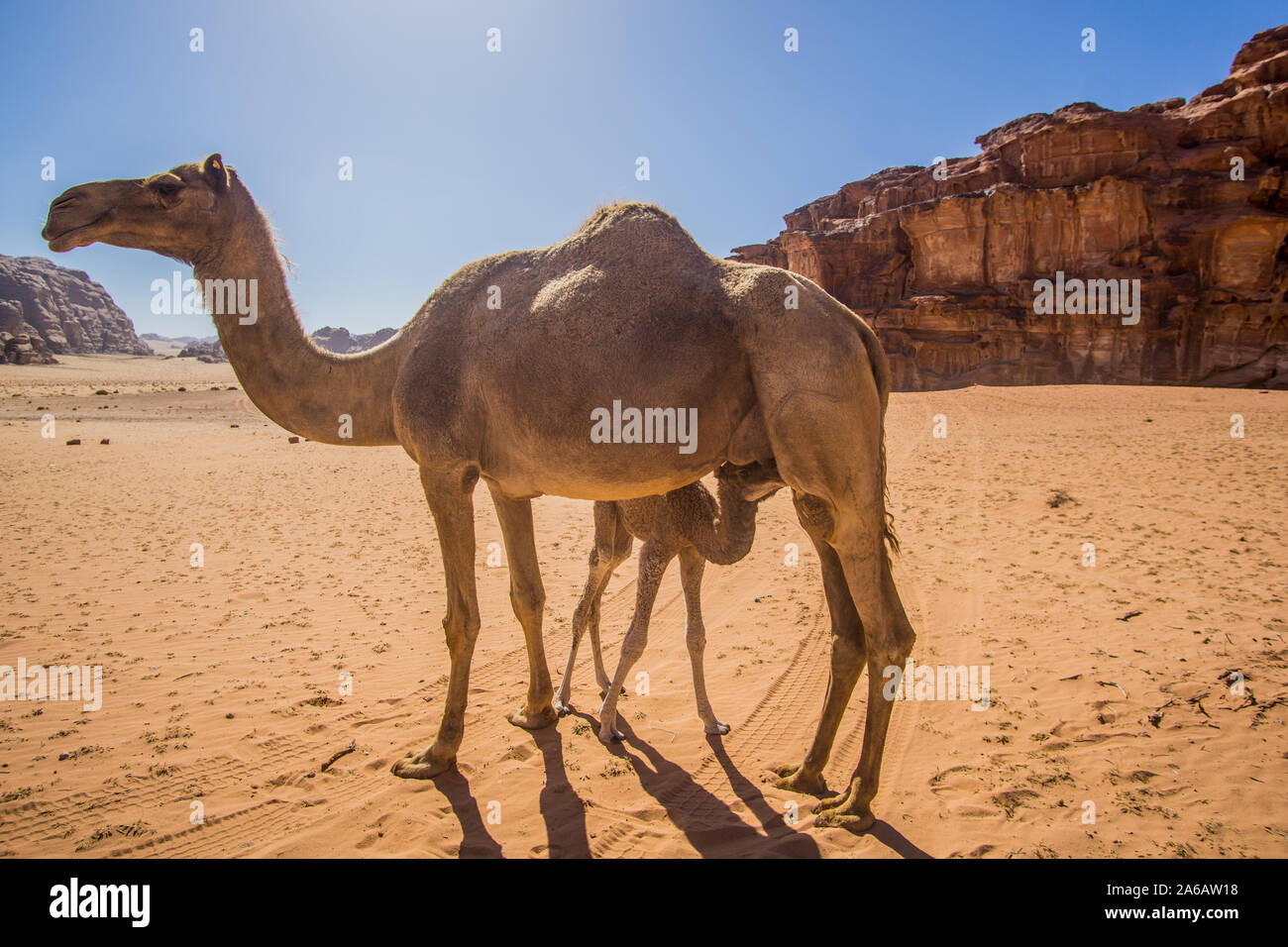 Des chameaux dans une belle journée à la Jordanian désert du Wadi Rum. large dessert avec une étonnante montagnes et dunes de sable. Banque D'Images