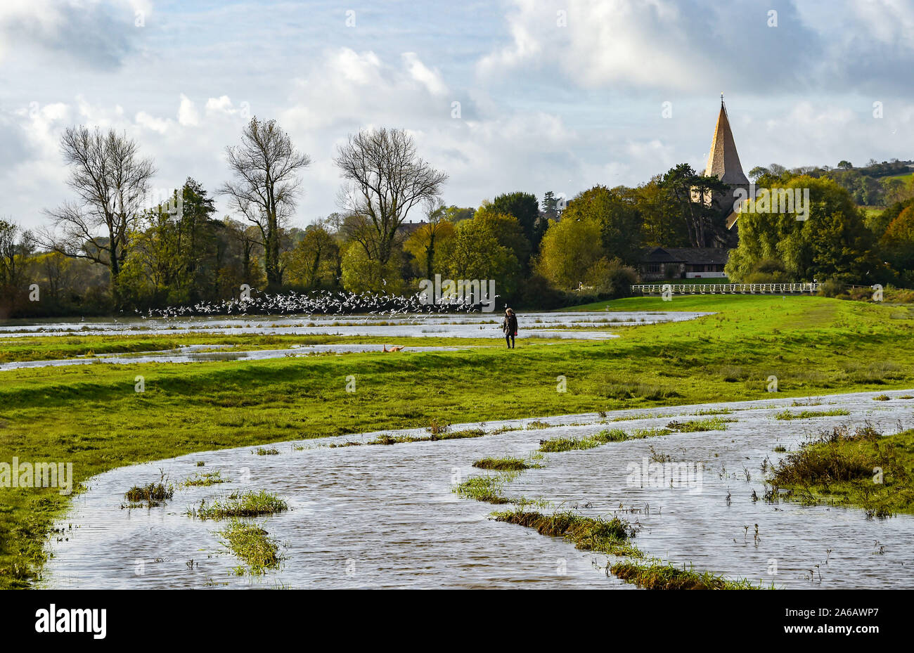 Alfriston Sussex, UK. 25 octobre, 2019. Un chien walker passe par les inondations le long de la rivière Cuckmere près de 1 156 km dans l'East Sussex après des semaines de forte pluie qui a été au-dessus de la moyenne pour la période de l'année. Météo jaune avertissements ont été émis pour les régions du pays où plus de fortes pluies et des inondations est prévue au cours des prochaines 24 heures . Les inondations le long de la Cuckmere Haven a été pire dans les cours des dernières années, depuis que l'Agence de l'environnement a décidé d'arrêter l'entretien des défenses. Crédit : Simon Dack/Alamy Live News Banque D'Images
