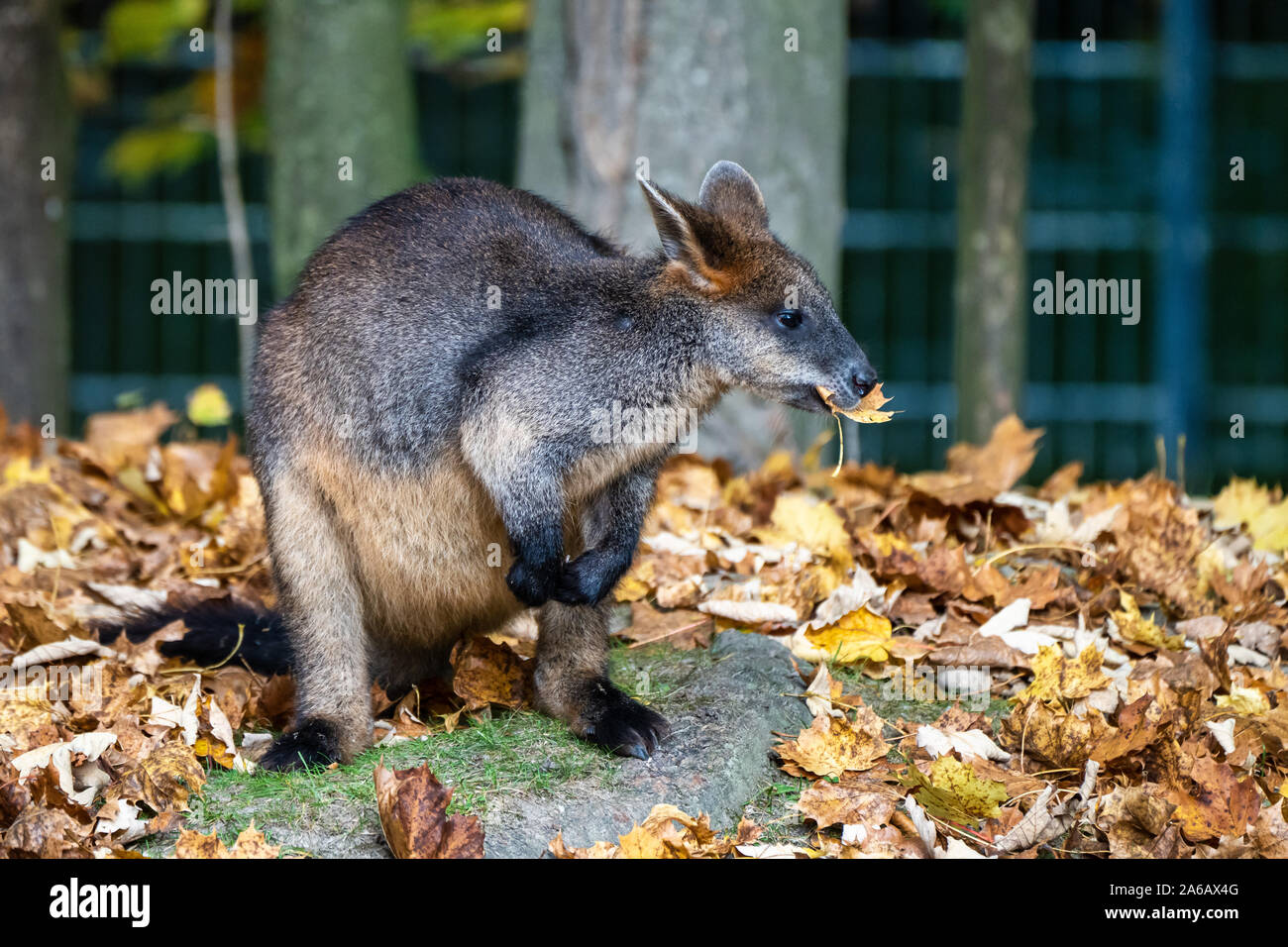 Bicolores, Wallabia bicolor, est l'un des plus petits kangourous. Ce wallaby est également connue sous le nom de wallaby noir Banque D'Images