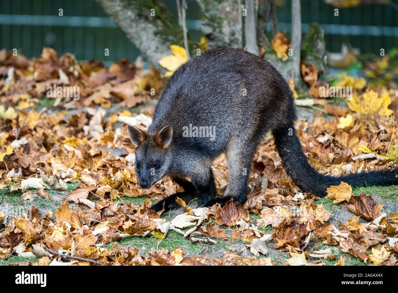 Bicolores, Wallabia bicolor, est l'un des plus petits kangourous. Ce wallaby est également connue sous le nom de wallaby noir Banque D'Images