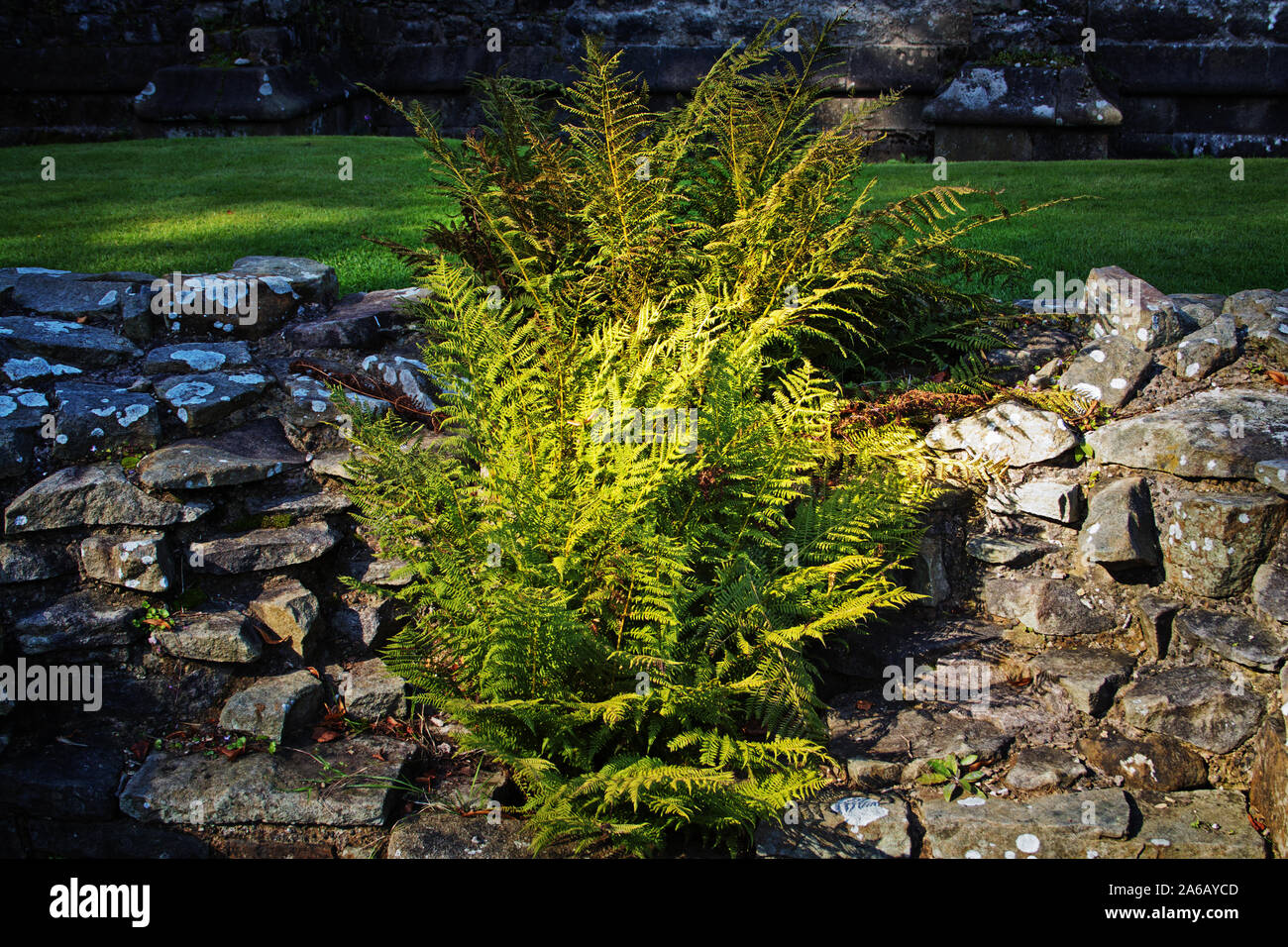 La lumière qui brille sur une fougère, installé dans un mur en pierre sèche, en terres cultivées Banque D'Images