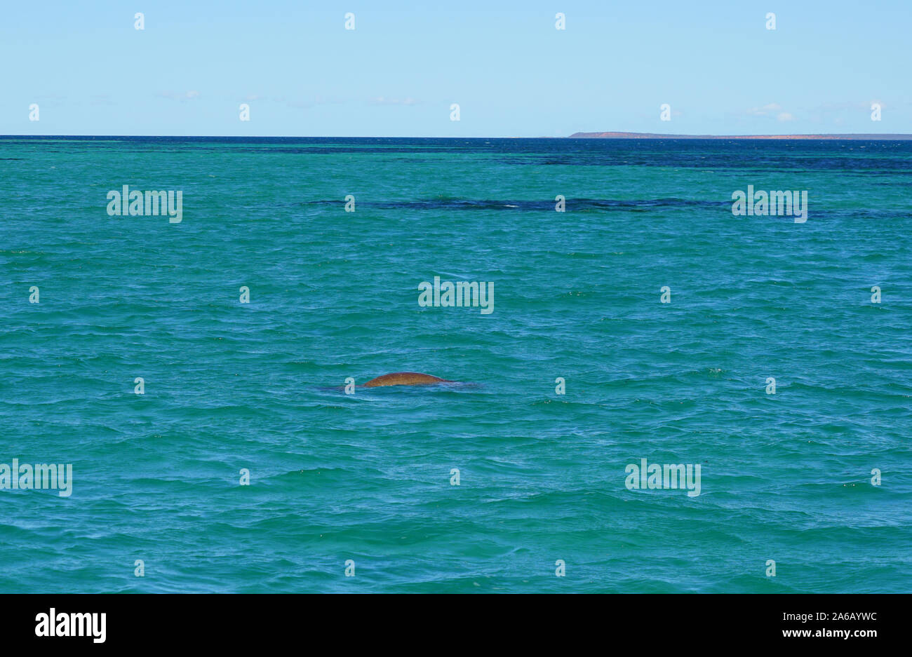 Vue d'un dugong (Dugong dugon) dans l'eau de l'Océan Indien, dans la baie Shark, Australie occidentale Banque D'Images