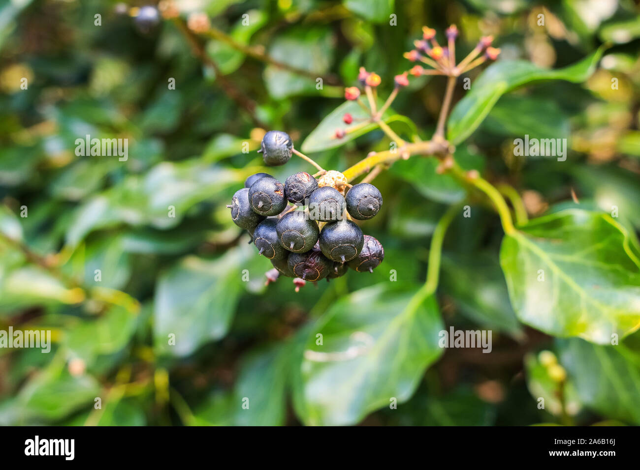 Les baies sauvages poussant sur un buisson sur un fond vert de la végétation Banque D'Images