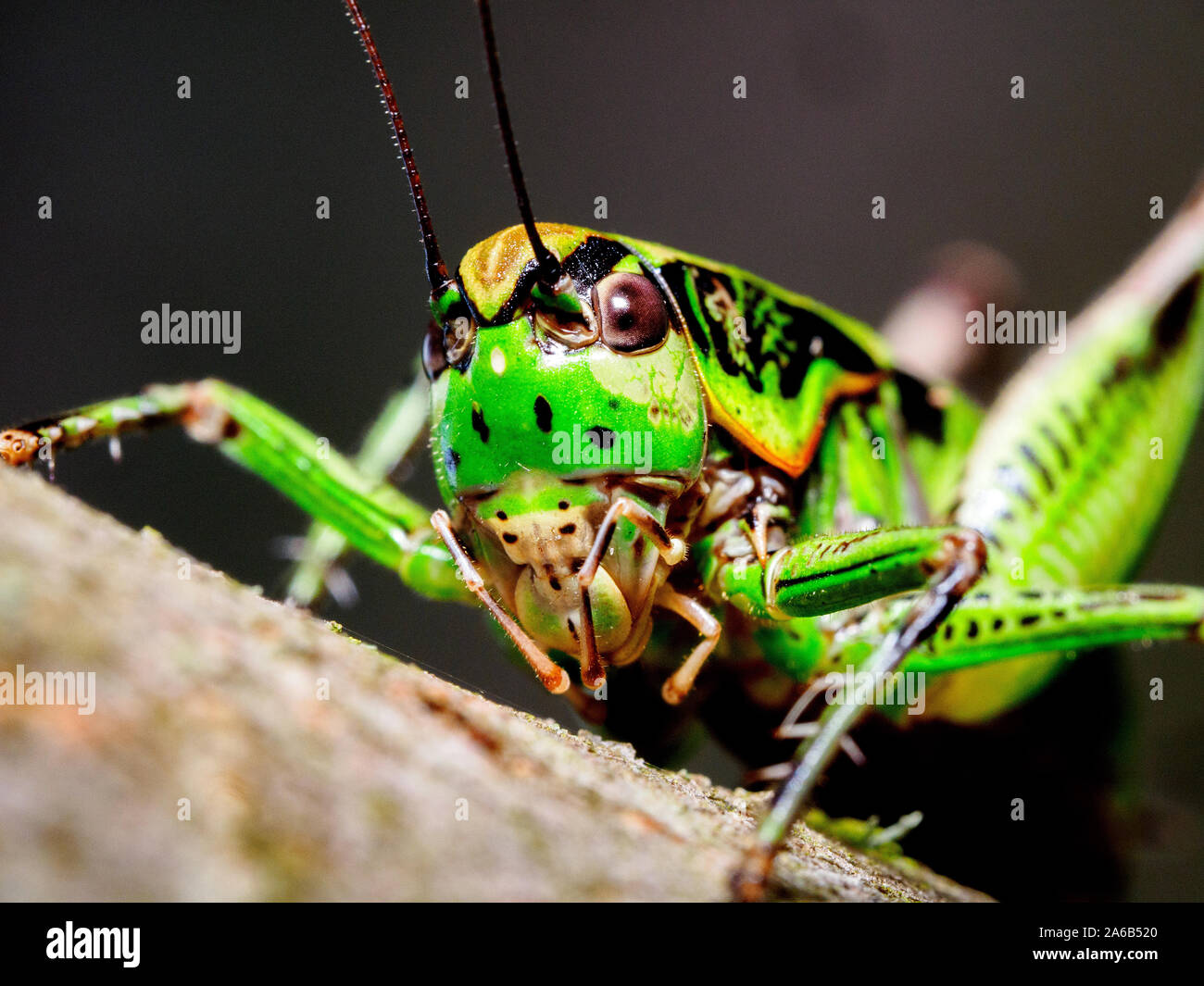 Roesel's bush-cricket (Metrioptera roeselii) Banque D'Images