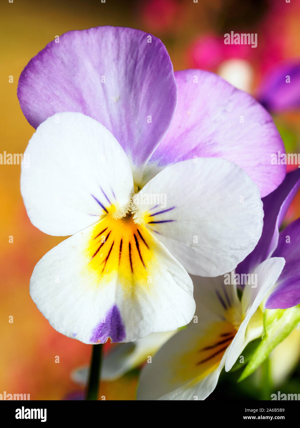 Blanc et rose pansy close up Banque D'Images