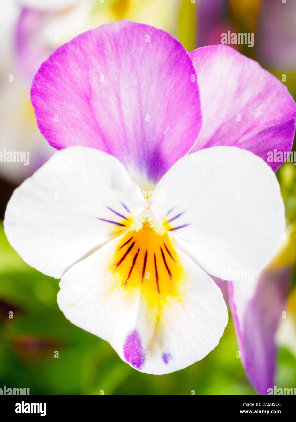 Blanc et rose pansy close up Banque D'Images