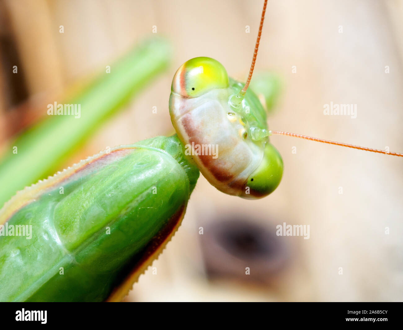 Mante religieuse européenne (Mantis religiosa) Banque D'Images
