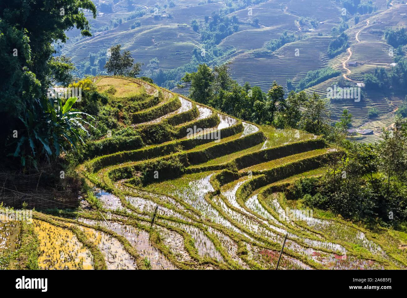 Plan rapproché sur terrasse de riz dans la région de Sapa, Vietnam village Banque D'Images