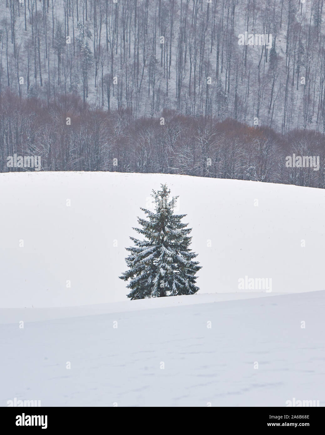 Seul sapin, debout sur la neige, encadré par des couches de neige et d'autres arbres de la forêt en arrière-plan, au cours d'un voyage de photographie en Baiului mo Banque D'Images