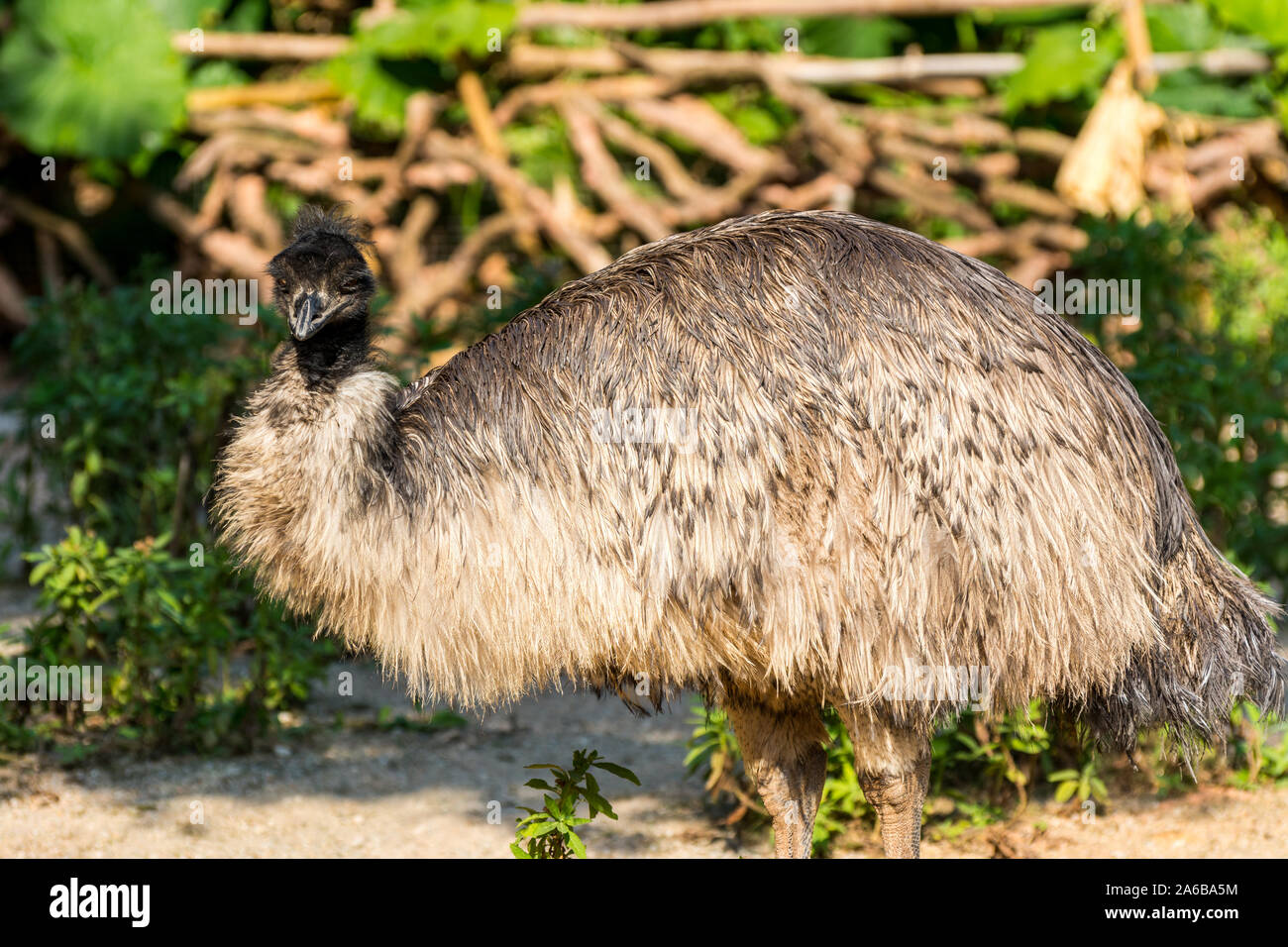 L'emu (Dromaius novaehollandiae), le deuxième plus grand oiseau vivant en hauteur, après sa relative de ratites, de l'autruche. Banque D'Images