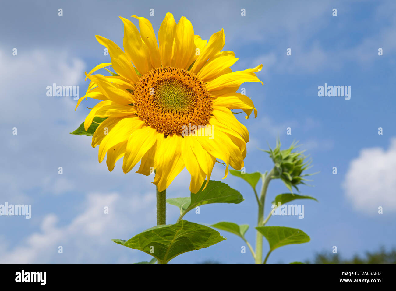 Sonnenblume || tournesol | Côte de la mer Baltique, Schleswig-Holstein, Allemagne | [© Siegfried Kuttig, Ringstrasse 3, 21339 Lunebourg, Tel. :  +49-413 Banque D'Images