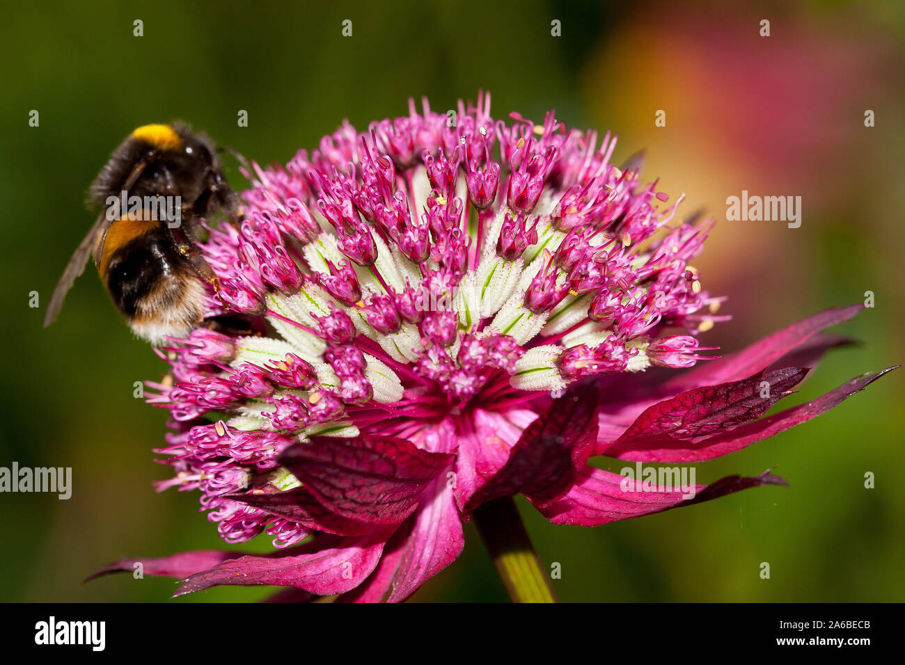 La abeille sur fleur Banque D'Images