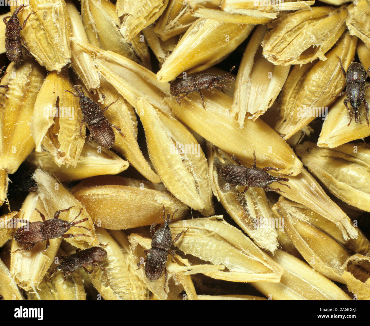 Grain adultes les charançons (Sitophilus granarius) un important ravageur de stockage qui se nourrissent de grains d'orge endommagés Banque D'Images