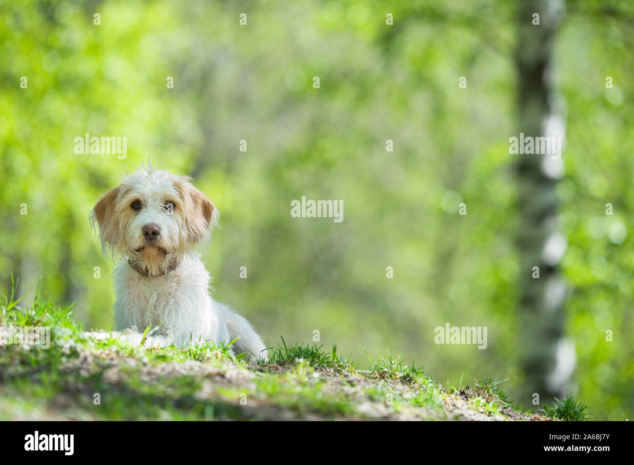 Jeune chien reposant sur la pelouse du parc. Banque D'Images