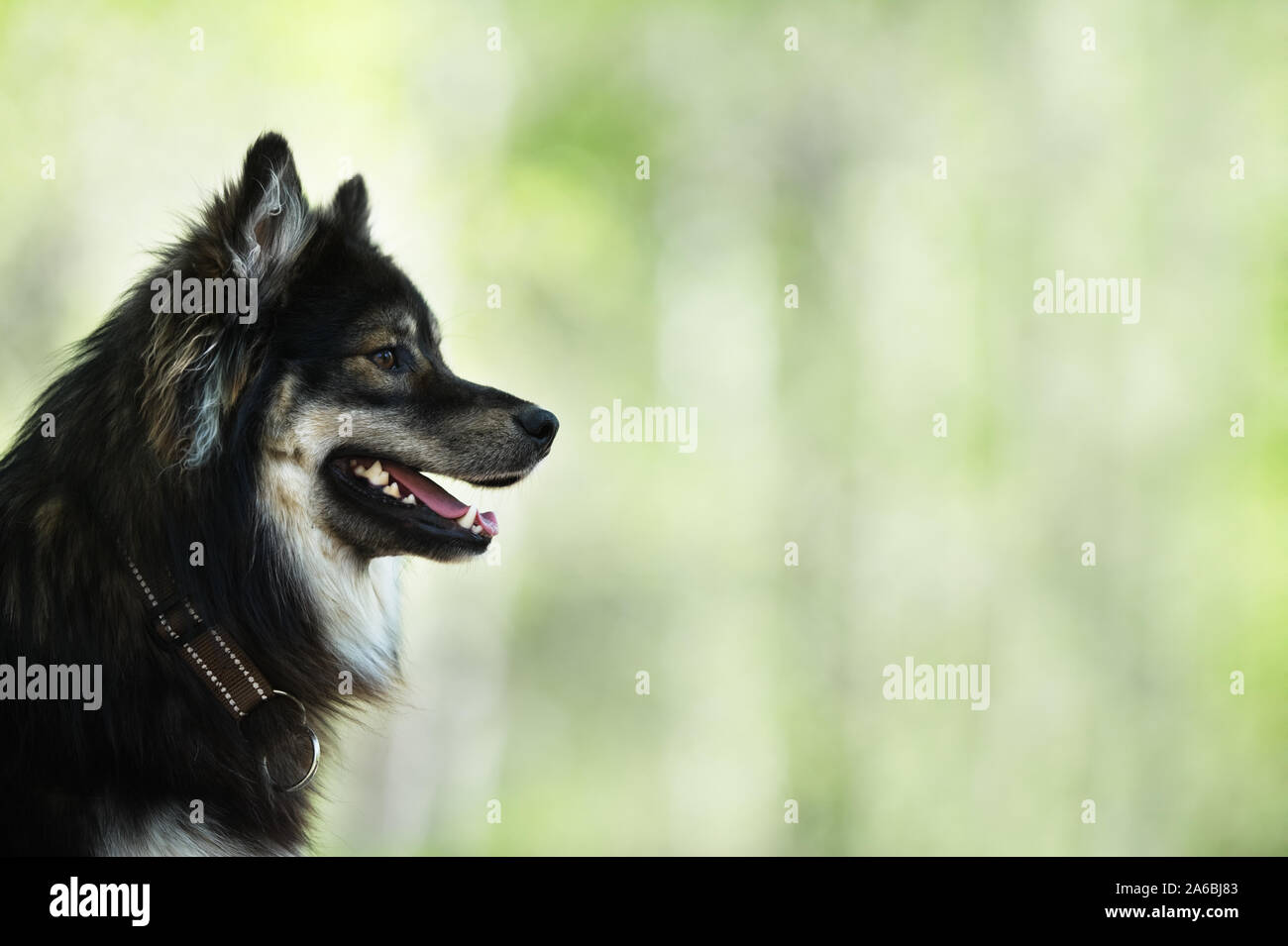 Portrait of a Finnish Lapphund. Focus sélectif et profondeur de champ. Banque D'Images