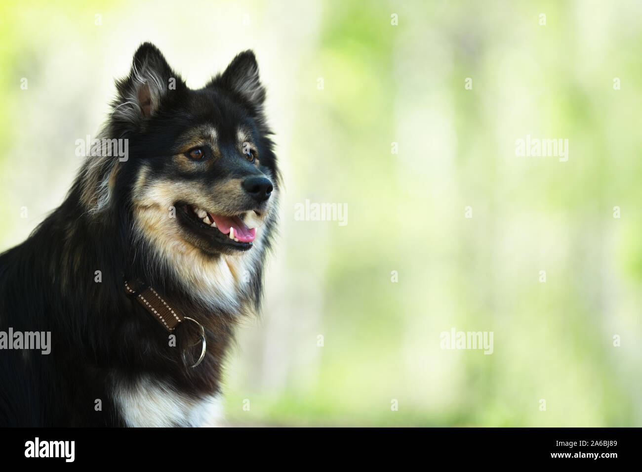 Portrait of a Finnish Lapphund. Focus sélectif et profondeur de champ. Banque D'Images