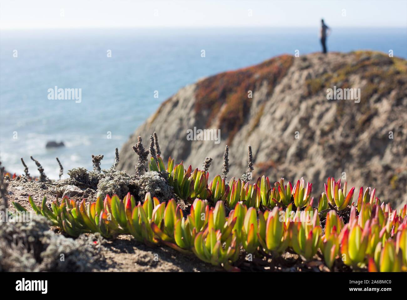 Un homme sur une falaise, avec l'usine à glace colorée en automne à Bodega Head en Californie, USA. Banque D'Images