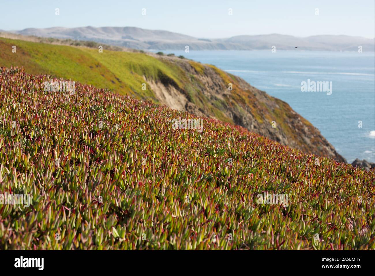 Falaises couvertes de glace colorée en automne à Bodega Head en Californie, USA. Banque D'Images