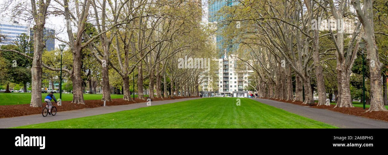 Rue Grande Allée bordée de platanes dans les jardins Carlton Carlton Melbourne Victoria en Australie. Banque D'Images