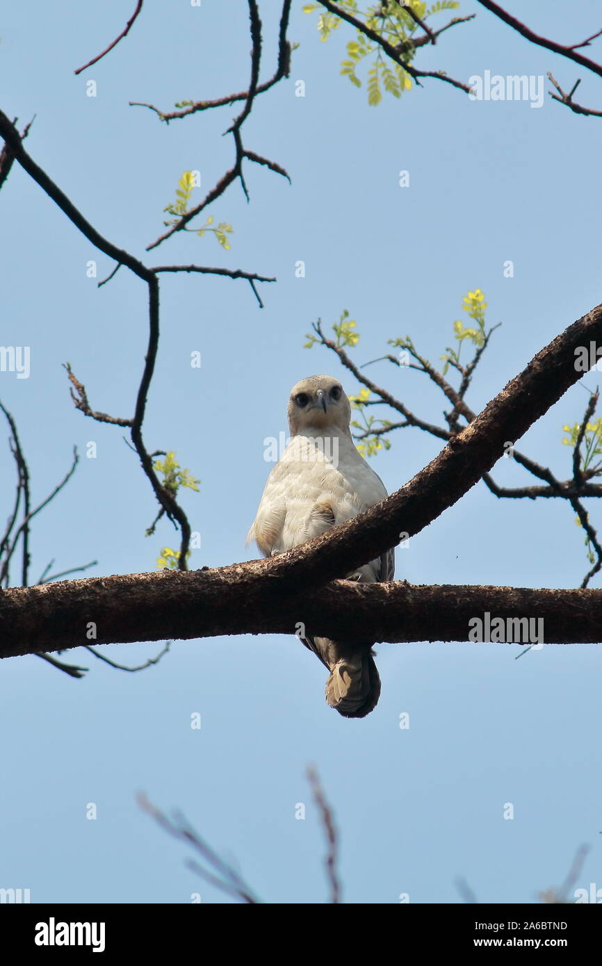 La variable juvénile hawk-eagle ou crested hawk-eagle (Nisaetus cirrhatus) assis sur une branche dans la région du delta Sundarbans au Bengale occidental, Inde Banque D'Images