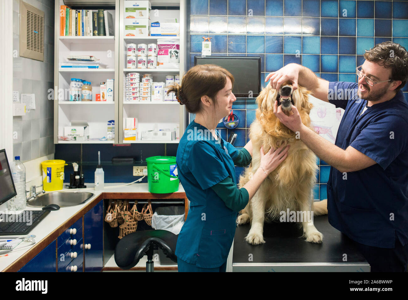 Les vétérinaires locaux traiter un chien dans leur chirurgie Banque D'Images Les vétérinaires locaux traiter un chien dans leur chirurgie Banque D'Images