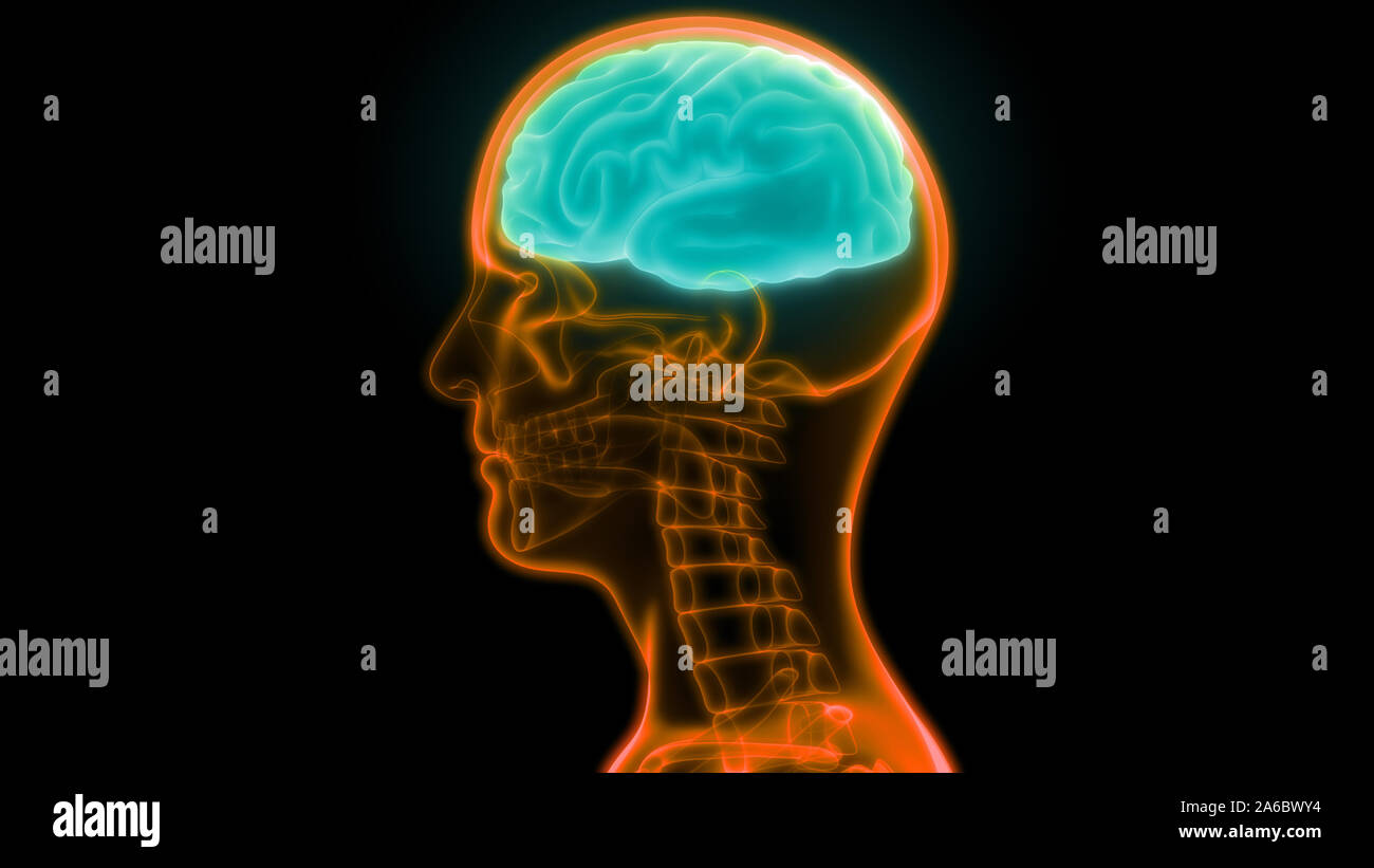Organe central du système nerveux humain anatomie du cerveau Banque D'Images
