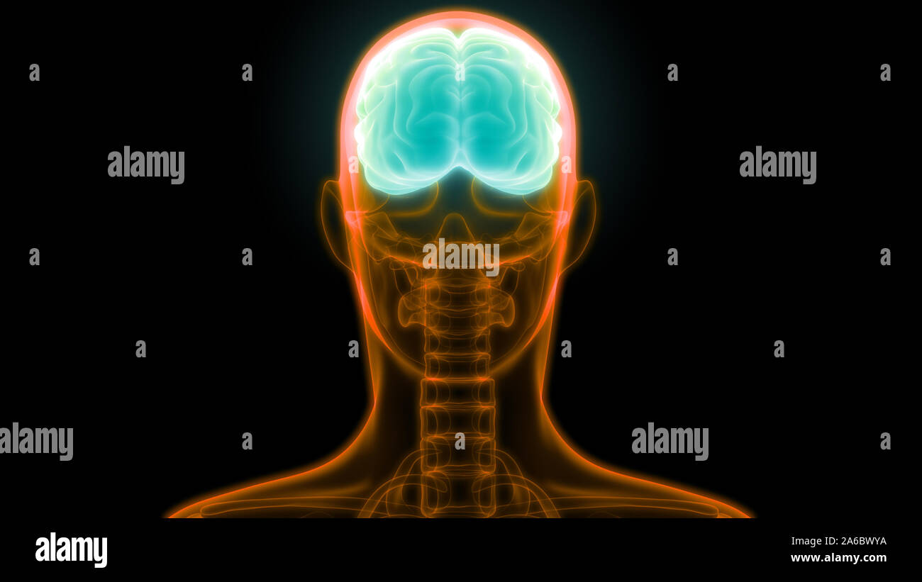 Organe central du système nerveux humain anatomie du cerveau Banque D'Images