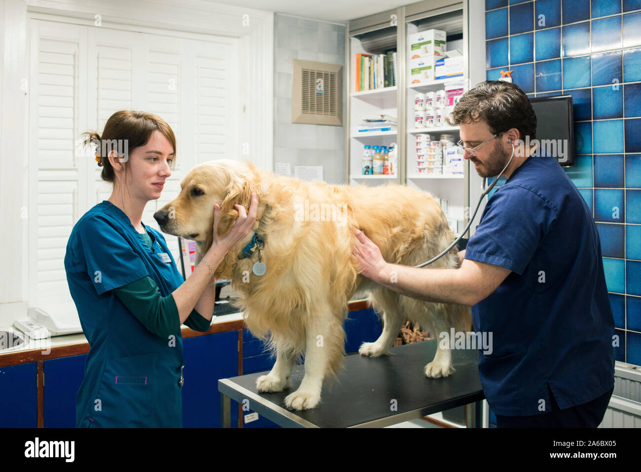 Les vétérinaires locaux traiter un chien dans leur chirurgie Banque D'Images Les vétérinaires locaux traiter un chien dans leur chirurgie Banque D'Images