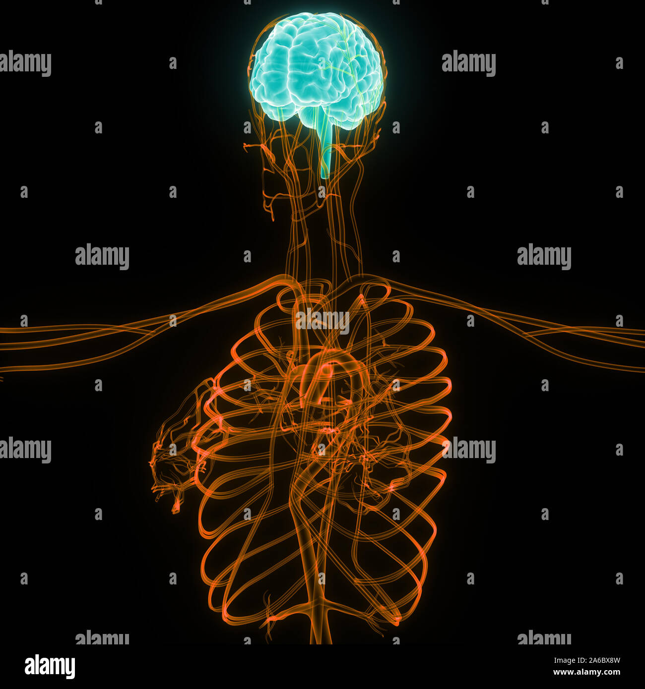 Organe central du système nerveux humain anatomie du cerveau Banque D'Images