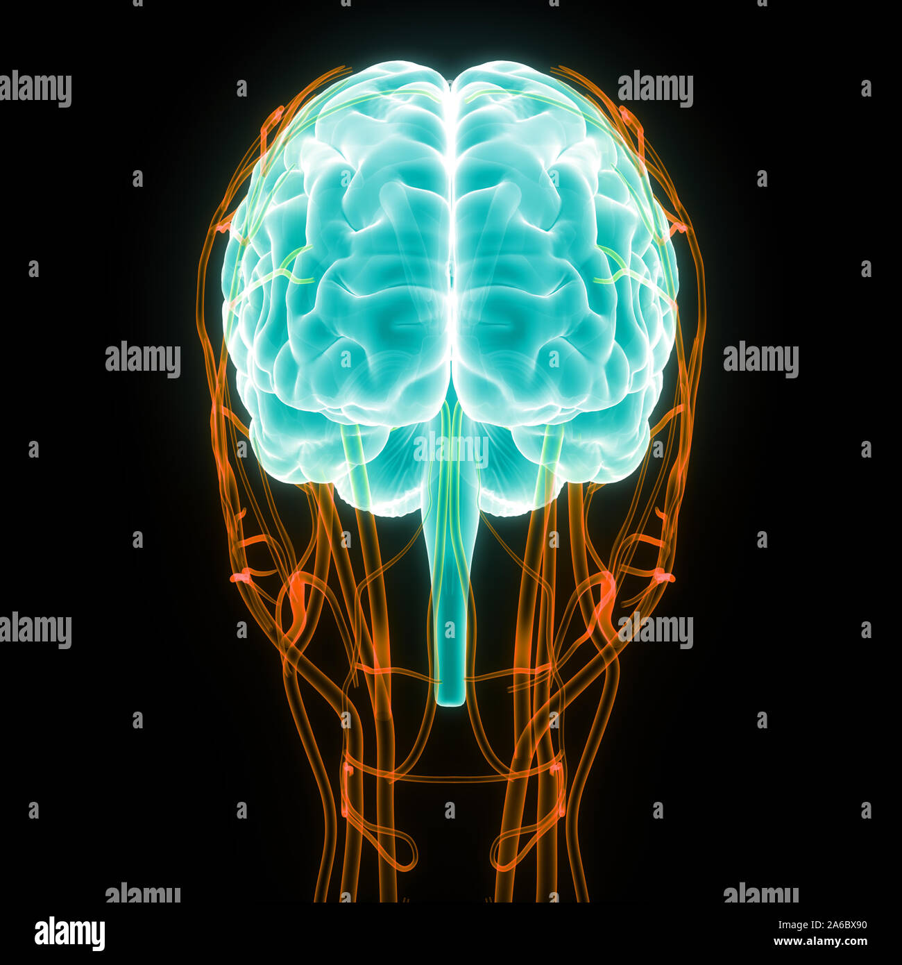 Organe central du système nerveux humain anatomie du cerveau Banque D'Images