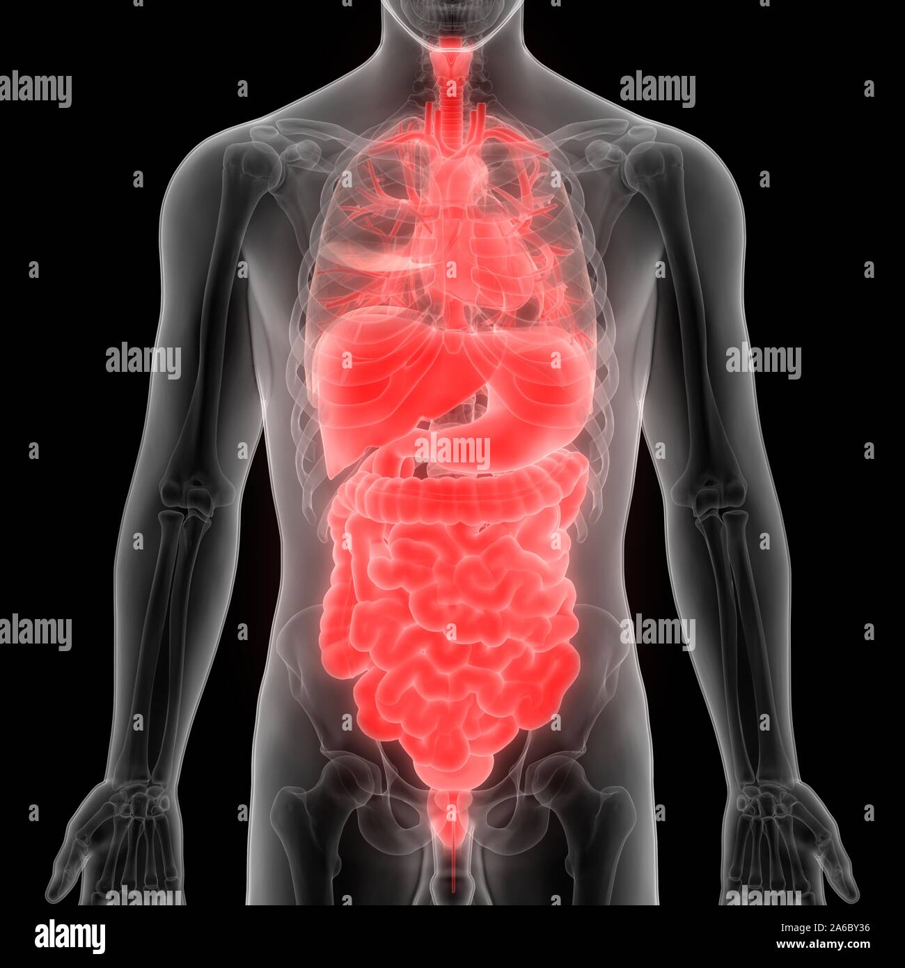 Anatomie des organes internes complets humains Banque D'Images