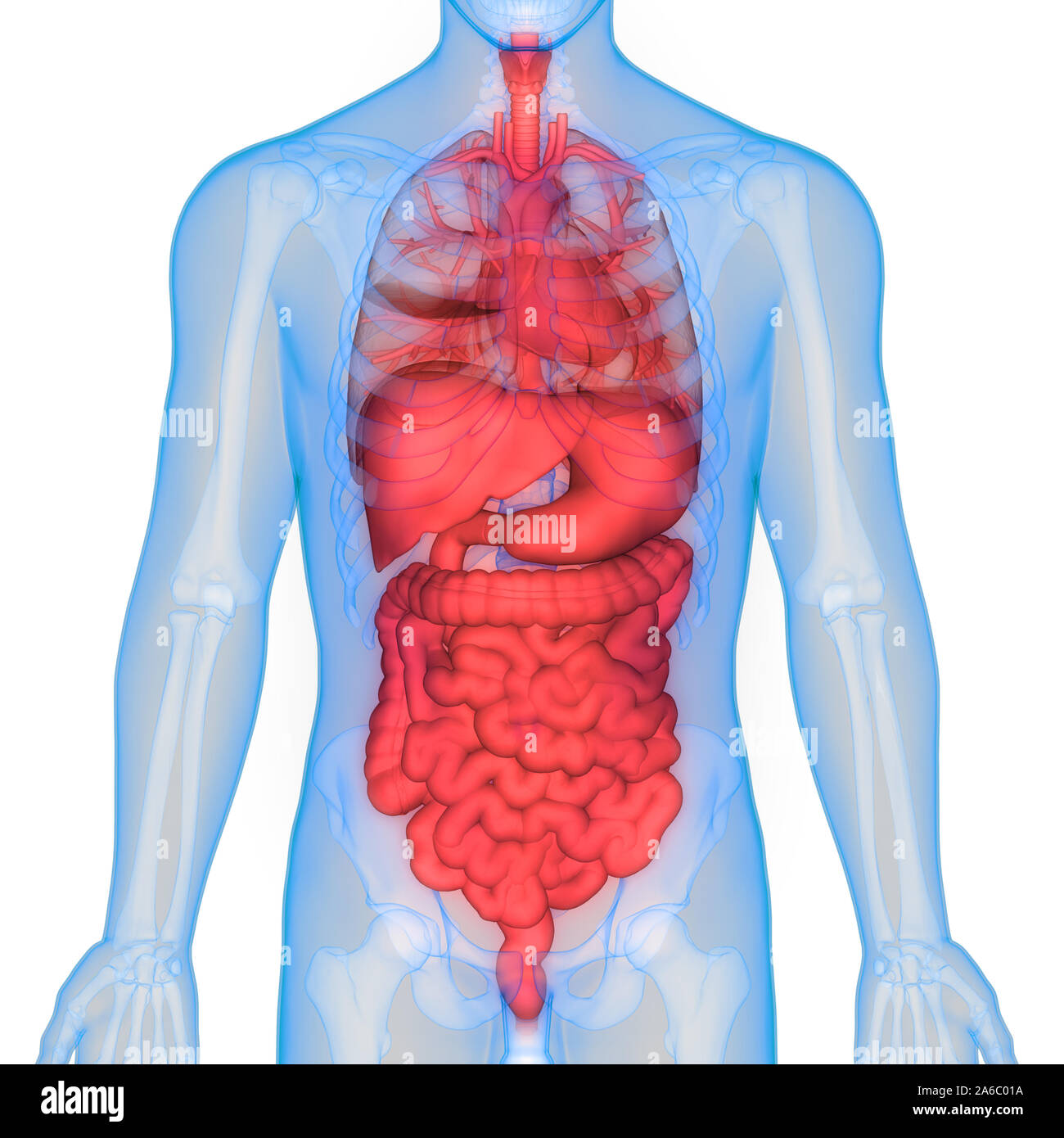 Anatomie des organes internes complets humains Banque D'Images