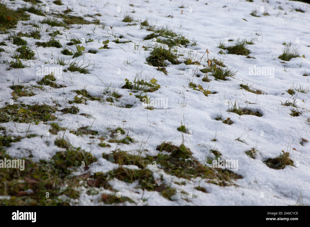 L'herbe qui sort de la neige Banque D'Images