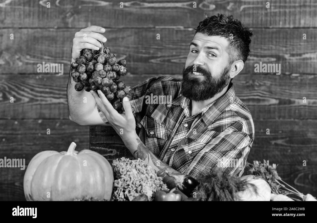 Légumes organic harvest. Concept de l'agriculture. À partir de raisins propre jardin. Barbu avec des agriculteurs sur la récolte des raisins de table tenir. Agriculteur fier de la récolte des raisins. Maintenir l'homme en bois raisins arrière-plan. Banque D'Images